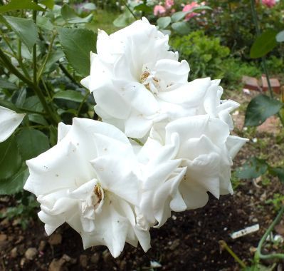 連日の雨で3日ほど玄関に置かれている間に、大半の花弁が散ってしまい、新たに咲いた花。 四季咲きですから秋まで花を楽しめます