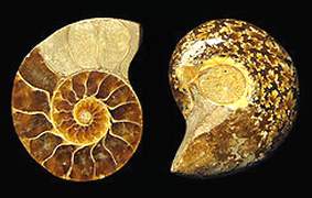 ammonite-022.jpg